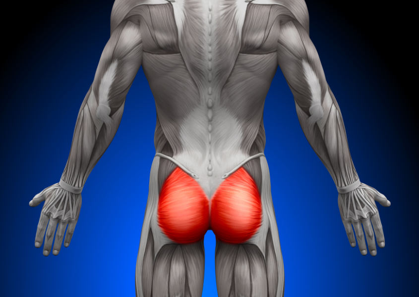 upper glute anatomy